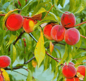 Peach Tree Seeds