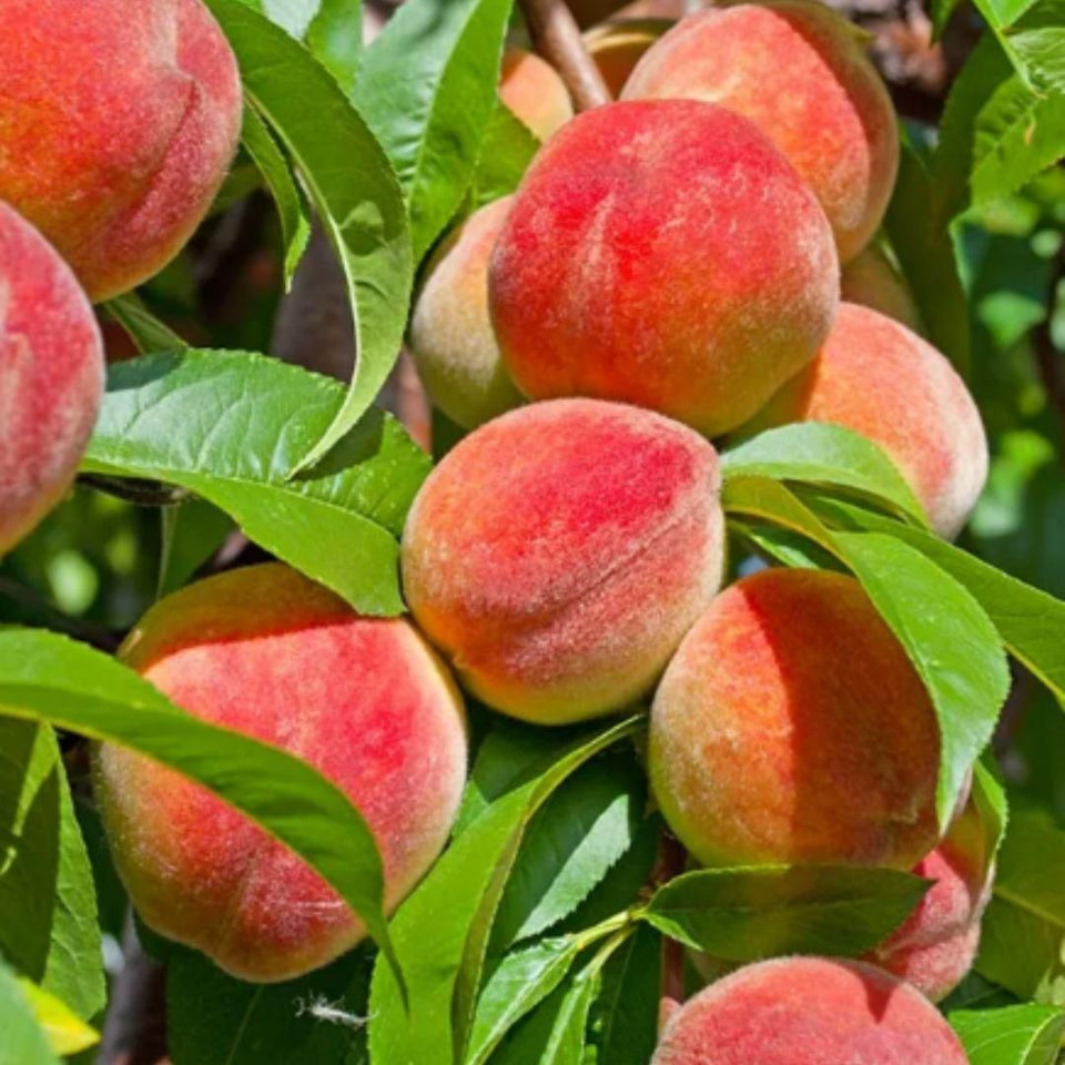 Peach Tree Seeds