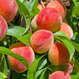 Peach Tree Seeds