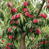 Peach Tree Seeds