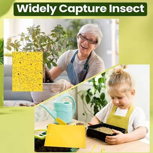 Insect Traps for Files Non-Adhesive Tags